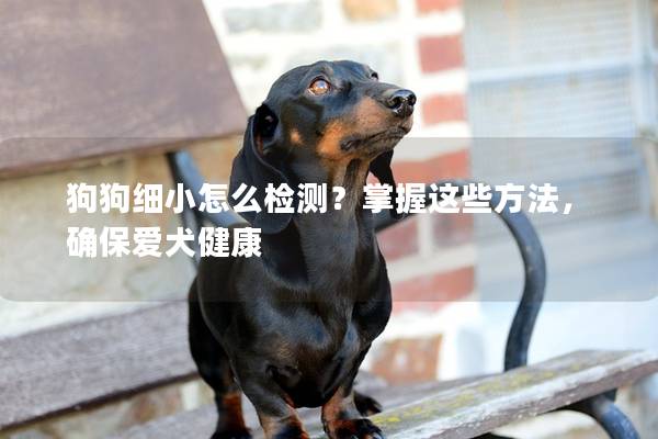 狗狗细小怎么检测？掌握这些方法，确保爱犬健康