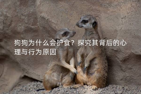 狗狗为什么会护食？探究其背后的心理与行为原因