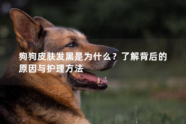 狗狗皮肤发黑是为什么？了解背后的原因与护理方法