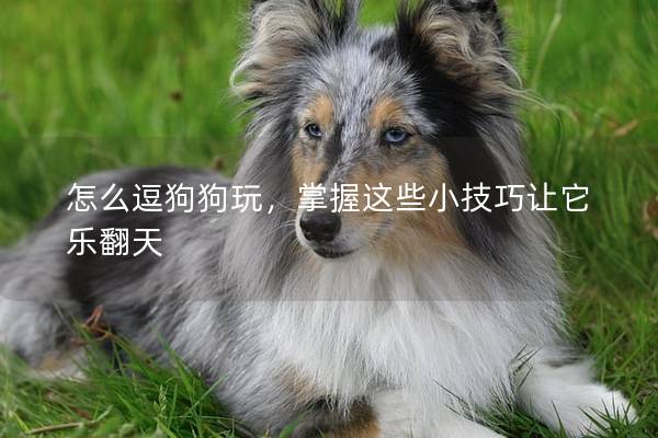 怎么逗狗狗玩，掌握这些小技巧让它乐翻天