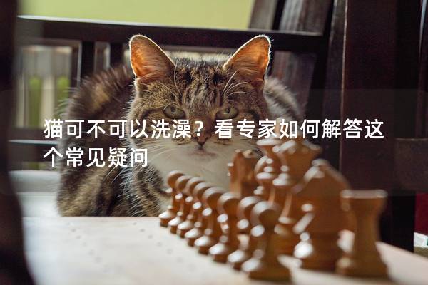 猫可不可以洗澡？看专家如何解答这个常见疑问