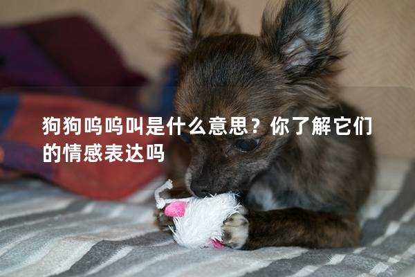 狗狗呜呜叫是什么意思？你了解它们的情感表达吗