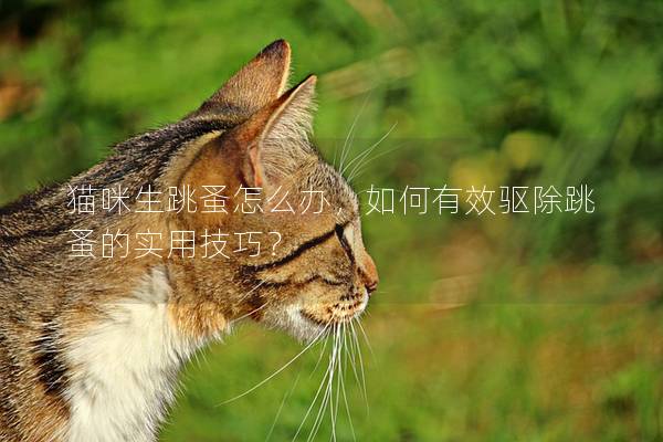 猫咪生跳蚤怎么办，如何有效驱除跳蚤的实用技巧？