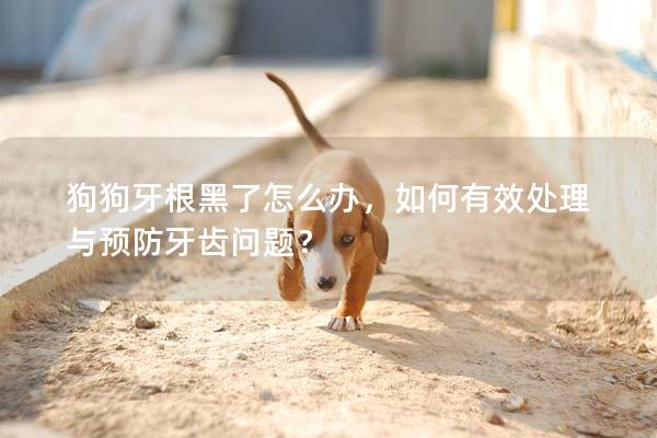 狗狗牙根黑了怎么办，如何有效处理与预防牙齿问题？