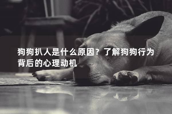 狗狗扒人是什么原因？了解狗狗行为背后的心理动机
