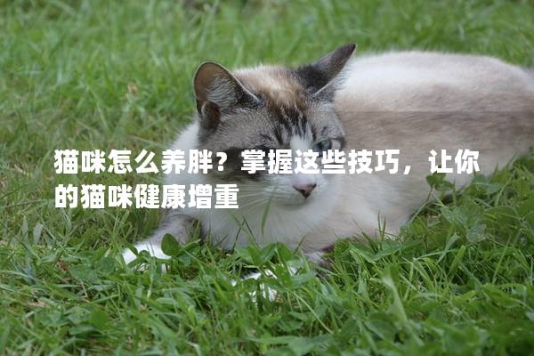 猫咪怎么养胖？掌握这些技巧，让你的猫咪健康增重