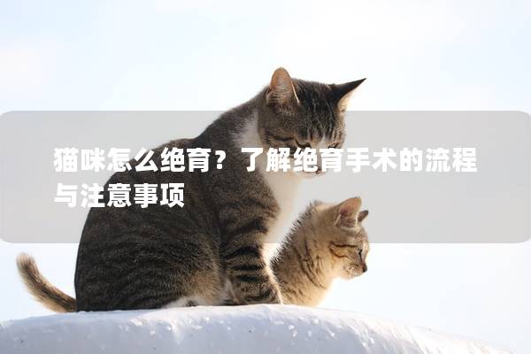 猫咪怎么绝育？了解绝育手术的流程与注意事项