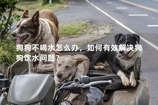 狗狗不喝水怎么办，如何有效解决狗狗饮水问题？
