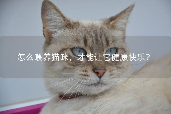 怎么喂养猫咪，才能让它健康快乐？