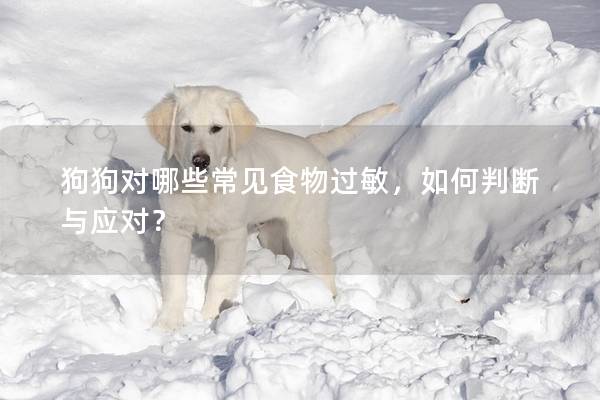 狗狗对哪些常见食物过敏，如何判断与应对？