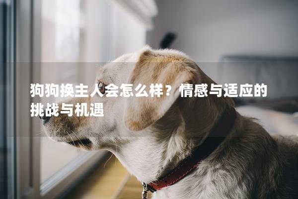 狗狗换主人会怎么样？情感与适应的挑战与机遇