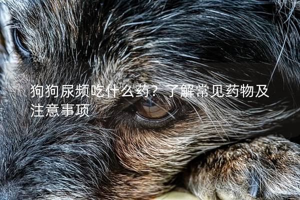 狗狗尿频吃什么药？了解常见药物及注意事项