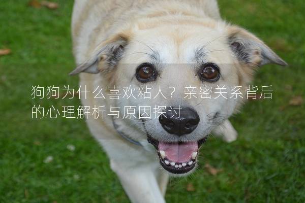 狗狗为什么喜欢粘人？亲密关系背后的心理解析与原因探讨