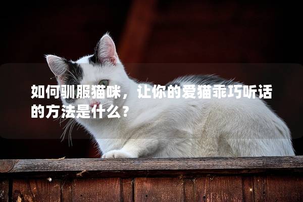如何驯服猫咪，让你的爱猫乖巧听话的方法是什么？