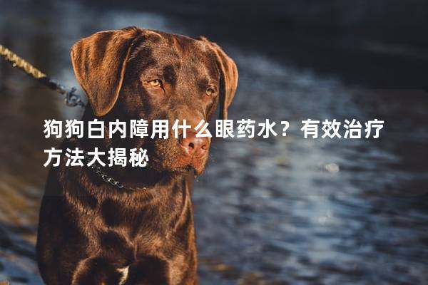 狗狗白内障用什么眼药水？有效治疗方法大揭秘