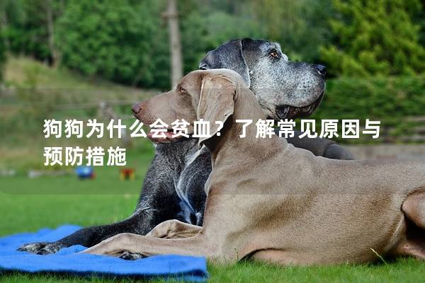狗狗为什么会贫血？了解常见原因与预防措施