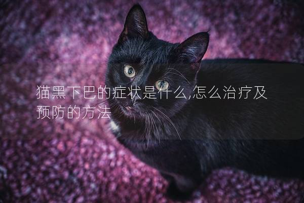 猫黑下巴的症状是什么,怎么治疗及预防的方法