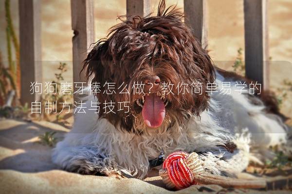 狗狗磨牙棒怎么做？教你简单易学的自制方法与技巧