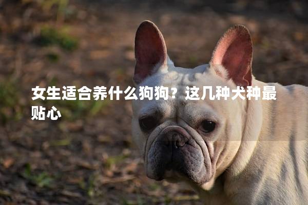 女生适合养什么狗狗？这几种犬种最贴心