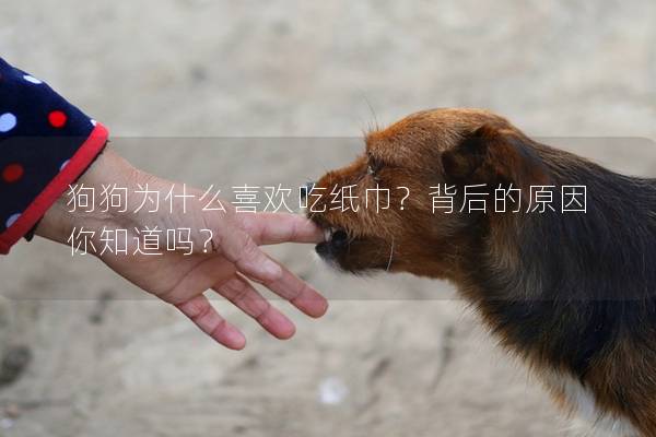 狗狗为什么喜欢吃纸巾？背后的原因你知道吗？