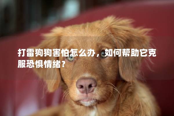 打雷狗狗害怕怎么办，如何帮助它克服恐惧情绪？