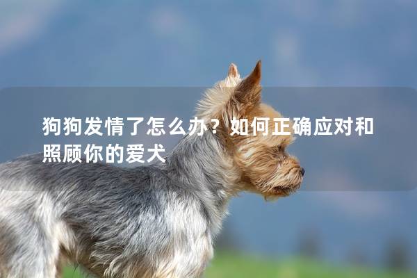 狗狗发情了怎么办？如何正确应对和照顾你的爱犬