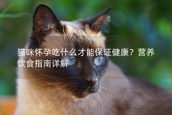 猫咪怀孕吃什么才能保证健康？营养饮食指南详解