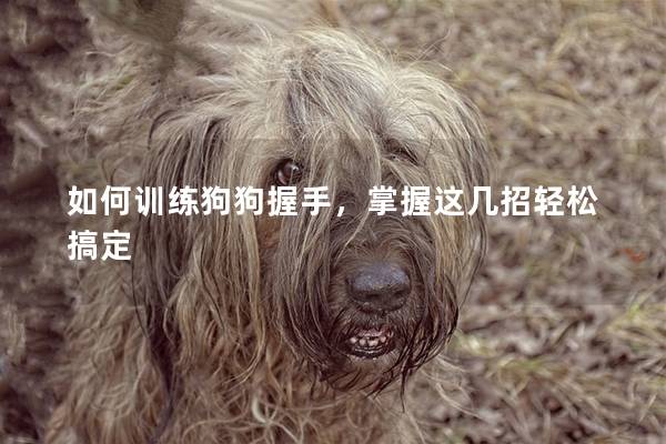 如何训练狗狗握手，掌握这几招轻松搞定