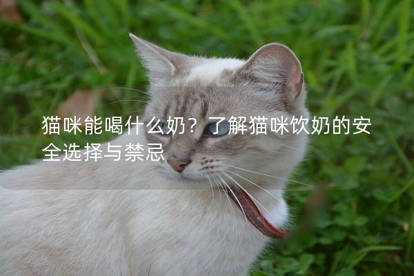 猫咪能喝什么奶？了解猫咪饮奶的安全选择与禁忌