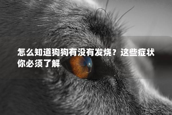 怎么知道狗狗有没有发烧？这些症状你必须了解