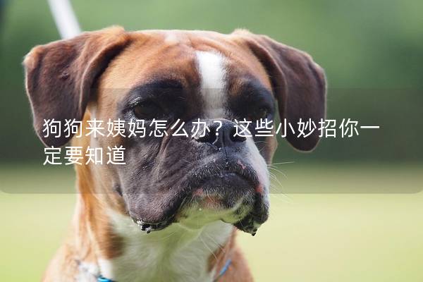 狗狗来姨妈怎么办？这些小妙招你一定要知道