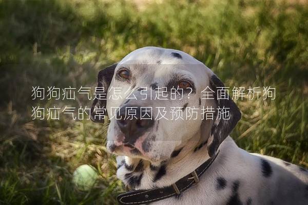 狗狗疝气是怎么引起的？全面解析狗狗疝气的常见原因及预防措施