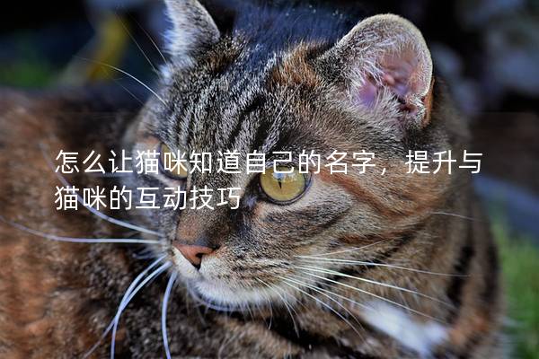 怎么让猫咪知道自己的名字，提升与猫咪的互动技巧