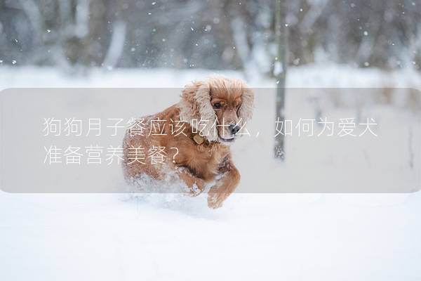 狗狗月子餐应该吃什么，如何为爱犬准备营养美餐？