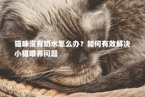 猫咪没有奶水怎么办？如何有效解决小猫喂养问题