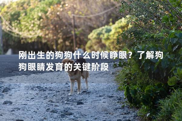 刚出生的狗狗什么时候睁眼？了解狗狗眼睛发育的关键阶段