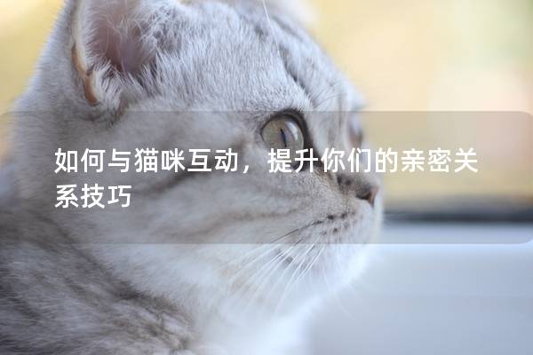 如何与猫咪互动，提升你们的亲密关系技巧