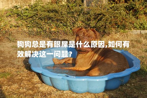 狗狗总是有眼屎是什么原因,如何有效解决这一问题？