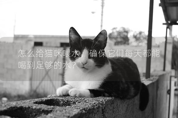 怎么给猫咪喂水，确保它们每天都能喝到足够的水？