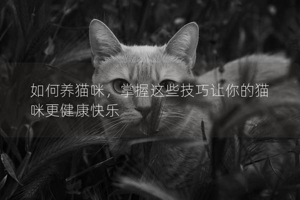 如何养猫咪，掌握这些技巧让你的猫咪更健康快乐