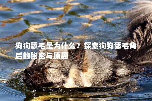 狗狗舔毛是为什么？探索狗狗舔毛背后的秘密与原因