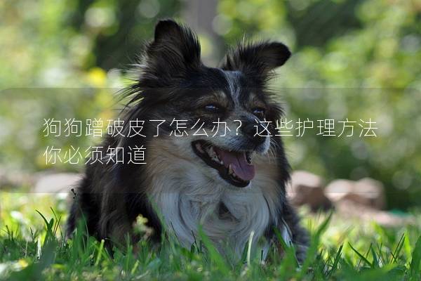 狗狗蹭破皮了怎么办？这些护理方法你必须知道