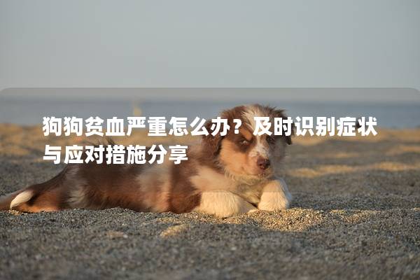 狗狗贫血严重怎么办？及时识别症状与应对措施分享