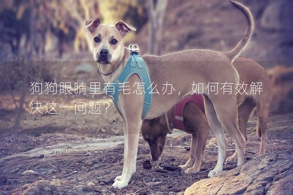 狗狗眼睛里有毛怎么办，如何有效解决这一问题？