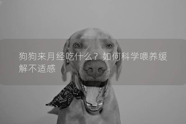 狗狗来月经吃什么？如何科学喂养缓解不适感