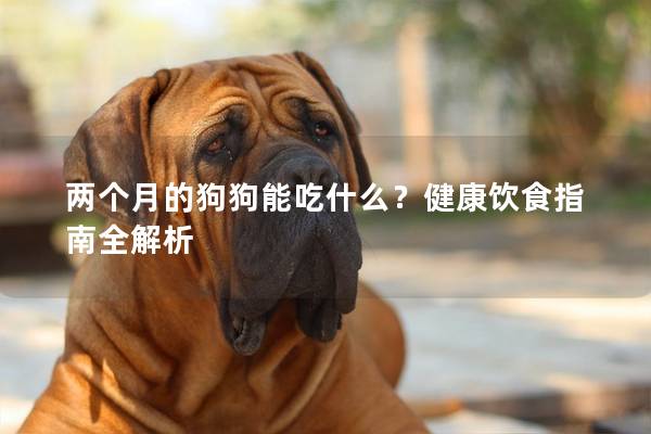 两个月的狗狗能吃什么？健康饮食指南全解析