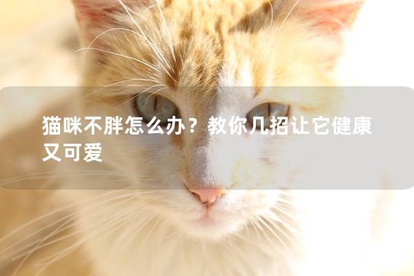 猫咪不胖怎么办？教你几招让它健康又可爱
