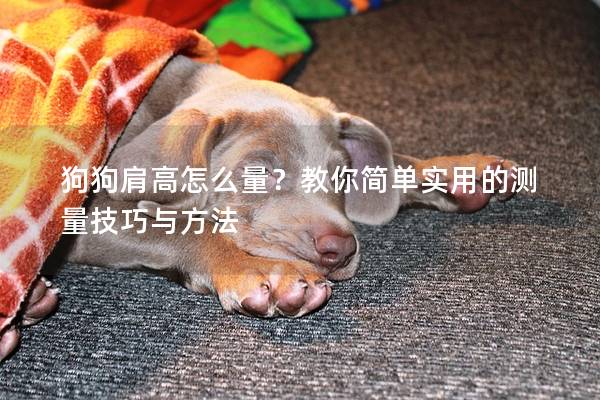 狗狗肩高怎么量？教你简单实用的测量技巧与方法