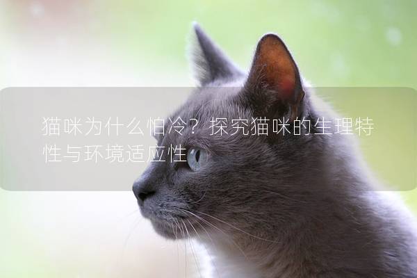 猫咪为什么怕冷？探究猫咪的生理特性与环境适应性
