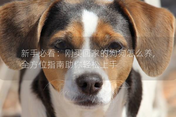 新手必看：刚买回家的狗狗怎么养,全方位指南助你轻松上手